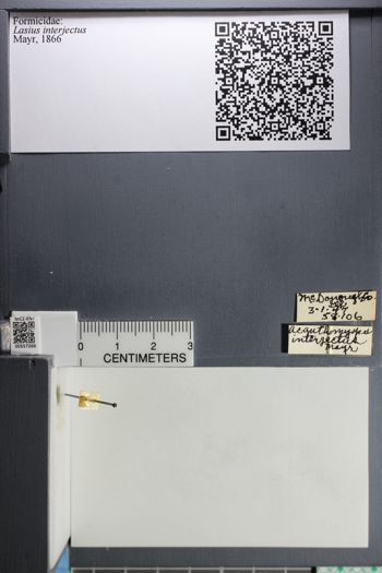 Media type: image;   Entomology 557266
